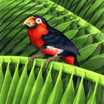 Throwback Thursday – Bearded Barbet Transparent Watercolor