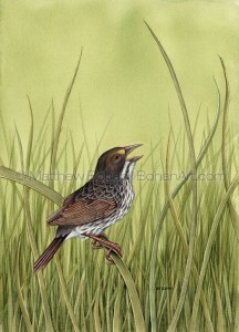 Dusky Seaside Sparrow Extinct (10x14 in. Transparent Watercolor)