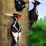 Ivory-billed Woodpeckers (18x24 in. Transparent Watercolor)