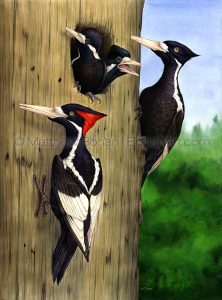 Ivory-billed Woodpeckers (18x24 in. Transparent Watercolor)