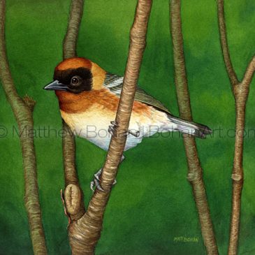 Throwback Thursday: Bay-breasted Warbler Transparent Watercolor