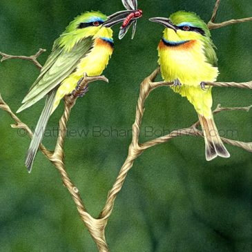 Throwback Thursday: Bee Eaters!