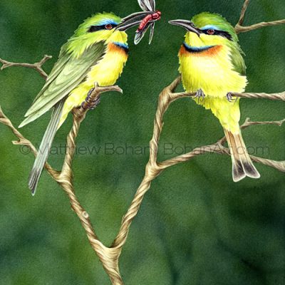 Little Bee Eaters (10x14 in Transparent Watercolor)