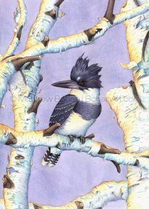 Belted Kingfisher on Birch (Transparent Watercolor on W&N 140lb NCP Paper 10 x 14 in) Original available