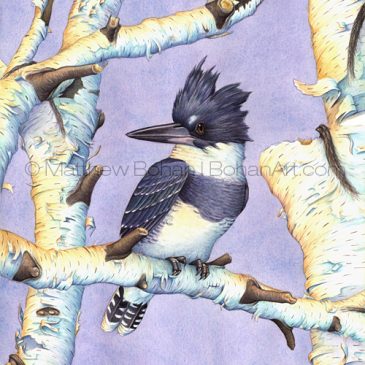 Throwback Thursday: Belted Kingfisher on Birch