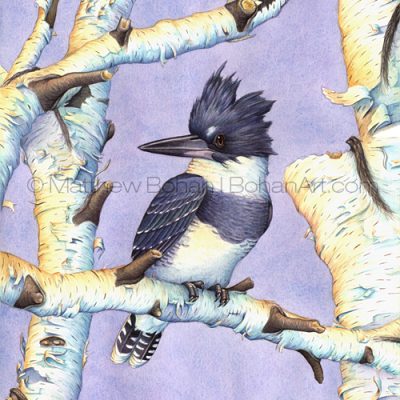Belted Kingfisher on Birch (Transparent Watercolor on W&N 140lb NCP Paper 10 x 14 in) Original available