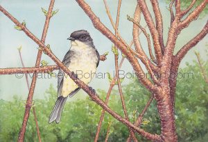 Eastern Phoebe on Staghorn Sumac (Transparent Watercolor and Ink 7x10 in)