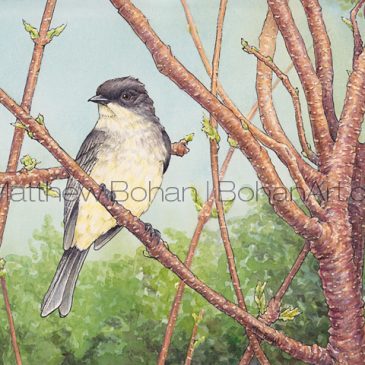 Eastern Phoebe on Staghorn Sumac: Transparent Watercolor and Ink PLUS Time-lapse Video
