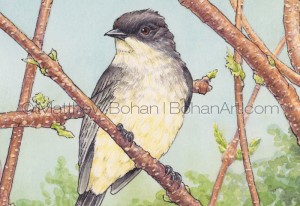 Eastern Phoebe on Staghorn Sumac (Detail from Transparent Watercolor and Ink 7x10 in)