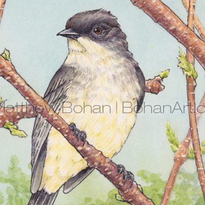 Eastern Phoebe on Staghorn Sumac (Detail  from Transparent Watercolor and Ink 7x10 in)