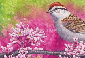 Chipping Sparrow (Detail) 7x10 inch Transparent Watercolor