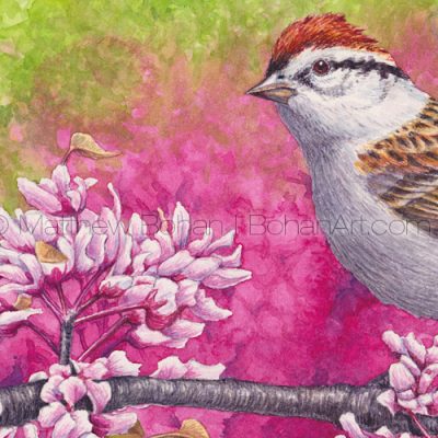 Chipping Sparrow (Detail) 7x10 inch Transparent Watercolor