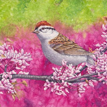Chipping Sparrow Painting: Transparent Watercolor and Time-lapse Video