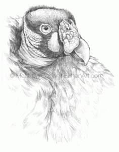 King Vulture – Pencil Sketch