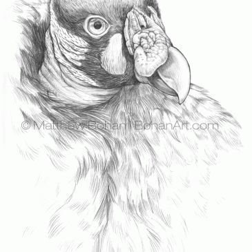 King Vulture – Pencil Sketch p68