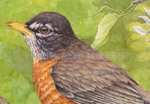 American Robin on Crab Apple (detail from 7x10 inch Transparent Watercolor)