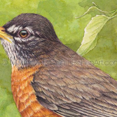 American Robin on Crab Apple (detail from 7x10 inch Transparent Watercolor)