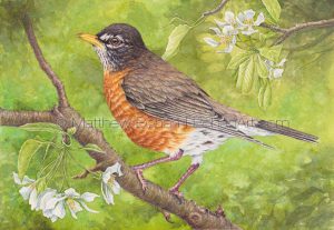 American Robin on Crab Apple (7x10 inch Transparent Watercolor)