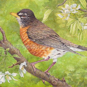 American Robin on Crabapple Tree Painting: Transparent Watercolor & Time-lapse Video