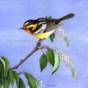 Throwback Thursday–Blackburnian Warbler on Black Cherry (Transparent Watercolor on 140lb HP Paper 7.5 x 7.5 in)