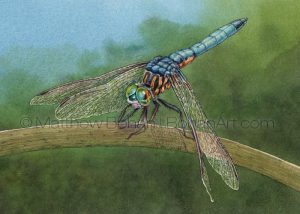 Blue Dasher Dragonfly (5x7 inch Transparent Watercolor)
