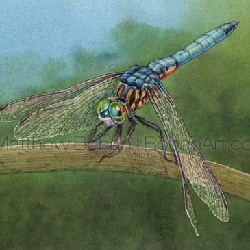 Blue Dasher Dragonfly (5×7-inch Transparent Watercolor): Throwback Thursday