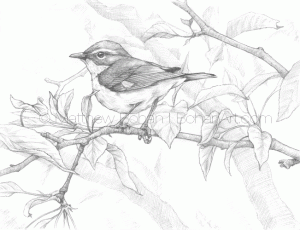 Female Black-throated Blue Warbler Pencil Sketch