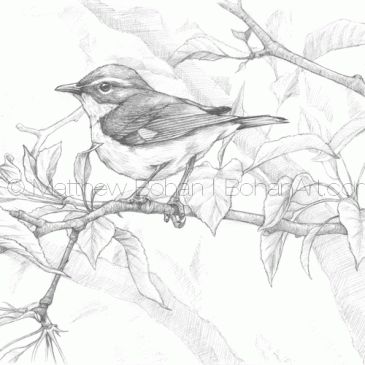 Female Black-throated Blue Warbler Pencil Sketch p70