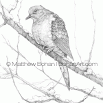 Mourning Dove Pencil Sketch