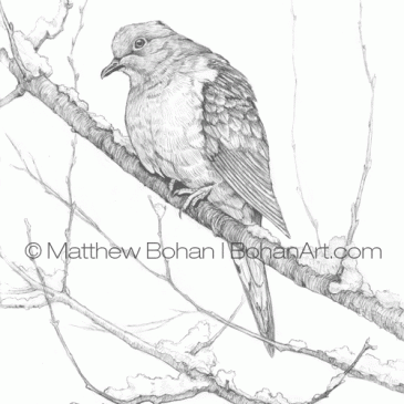 Mourning Dove Pencil Sketch p71