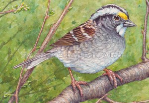 White-throated Sparrow (detail from 7x10 inch Transparent Watercolor)
