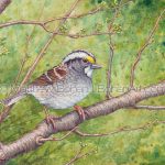 White-throated Sparrow (7x10 inch Transparent Watercolor)