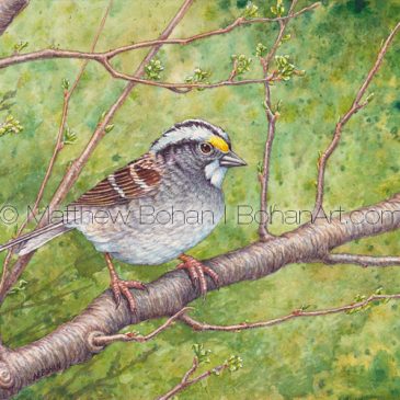 Male White-throated Sparrow Painting: Transparent Watercolor & Time-lapse Video