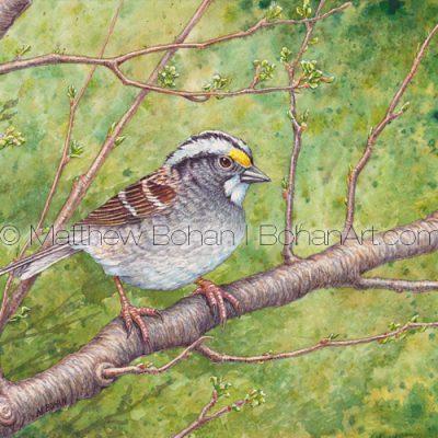 White-throated Sparrow (7x10 inch Transparent Watercolor)