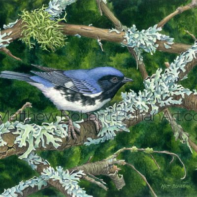 Black-throated Blue Warbler, Furrowed Shield Lichens and Limp-tufted Lichen (Transparent Watercolor on W&N 140lb NCP Paper about 10 x 7 in) Original available