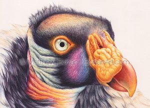 King Vulture 4.5 x 6 inch detail (from 7x10 inch transparent Watercolor on Arches 140lb HP Paper)