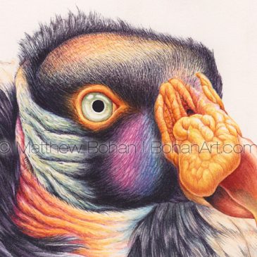 King Vulture 7×10-inch Transparent Watercolor Painting and Time-lapse Video