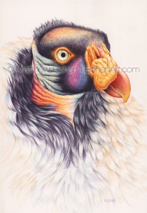 King Vulture (7x10 inch transparent Watercolor on Arches 140lb HP Paper)