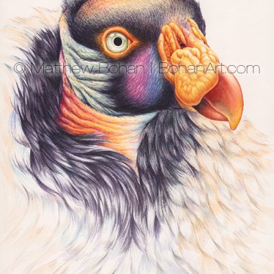 King Vulture (7x10 inch transparent Watercolor on Arches 140lb HP Paper)