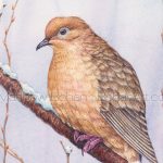 Mourning Dove (7x10 inch Transparent Watercolor Painting)