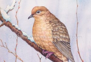 Mourning Dove (7x10 inch Transparent Watercolor Painting)