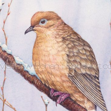 Mourning Dove 7×10-inch Transparent Watercolor Painting and Time-lapse Video