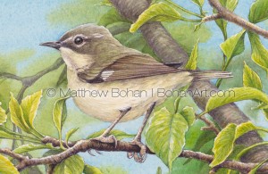 Female Black-throated Blue Warbler Transparent Watercolor Detail ( 7x10 on Arches 140lb HP Paper)