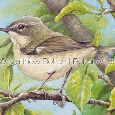 Female Black-throated Blue Warbler  Transparent Watercolor Detail ( 7x10 on Arches 140lb HP Paper)