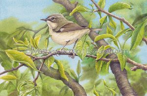 Female Black-throated Blue Warbler Transparent Watercolor ( 7x10 on Arches 140lb HP Paper)