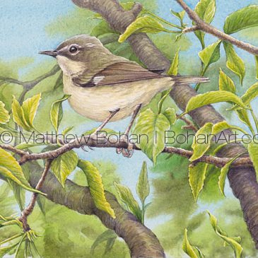 Female Black-throated Blue Warbler Transparent Watercolor & Time Lapse Video