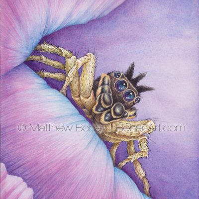 Male Dark Phase Dimorphic Jumping Spider (7x10 in Transparent Watercolor on W&N 140Lb HP Paper)