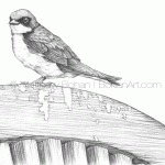 Tree Swallow Pencil Sketch
