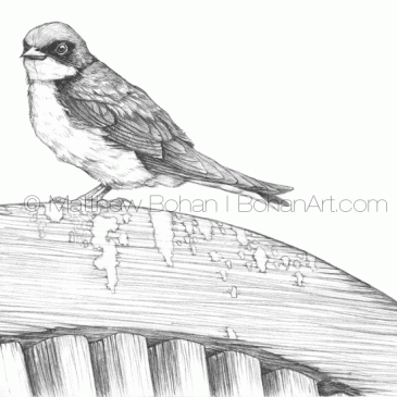 Tree Swallow Pencil Sketch p72