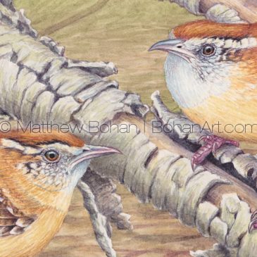 Carolina Wrens: 7×10-inch Transparent Watercolor and Time-lapse Video